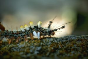 A close up of a caterpillar on a rock