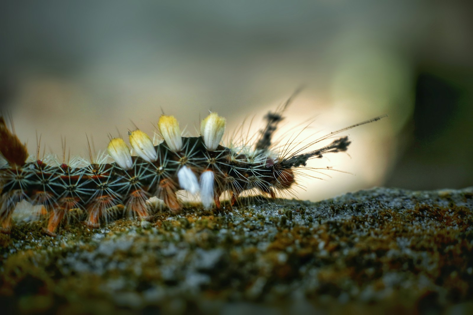 A close up of a caterpillar on a rock